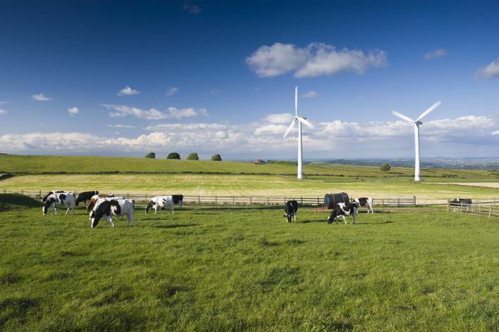 Cows grazing in a field with wind turbines in background, in Penistone area