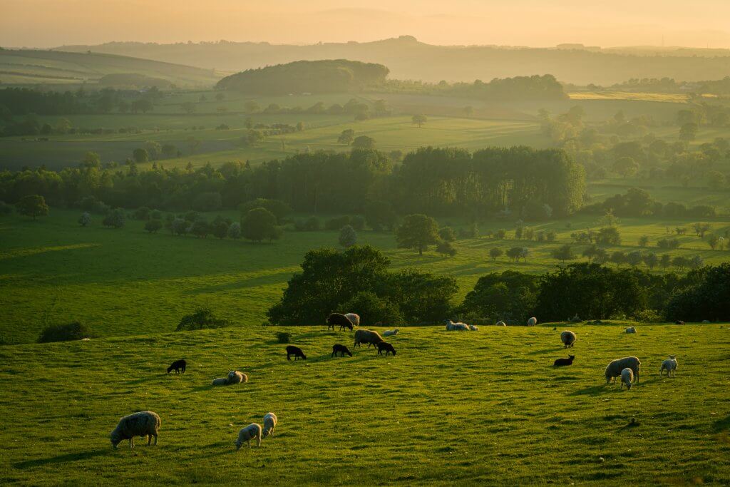 Countryside with sheep grazing