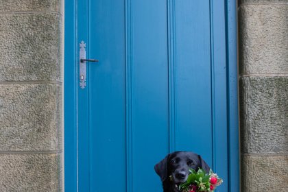 Blue door with black dog holding bouquet of flowers in its mouth